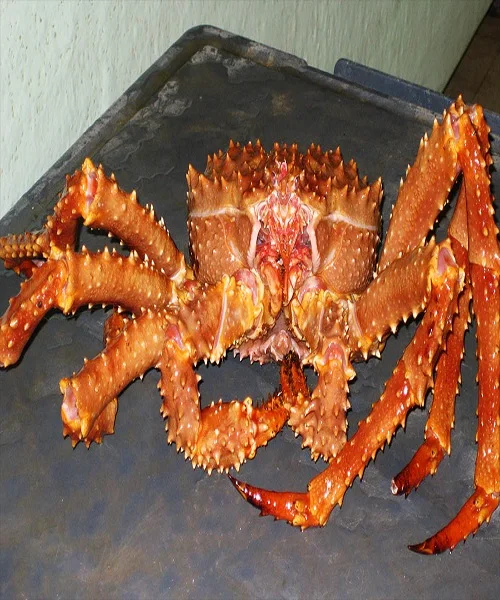 
Buy King Crab Online Snow Crab, Alaskan King Crab 