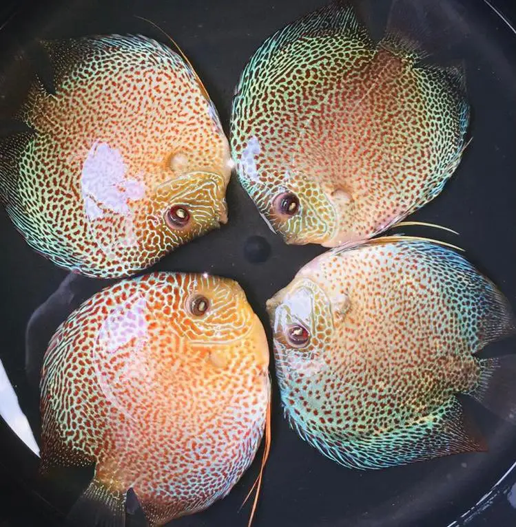 
Discus Fish (Symphysodon) 