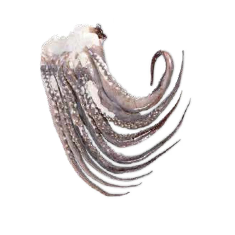 Factory Frozen Giant Squid Tentacles Squid