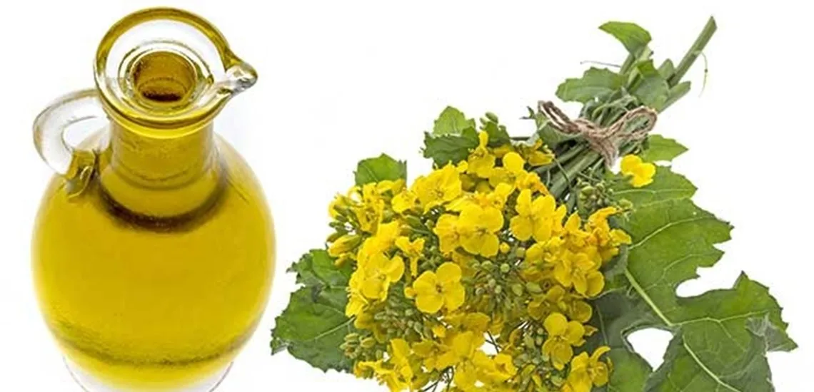 Best Quality  Refined Canola Oil Wholesale Refined Canola Oil In Best Price