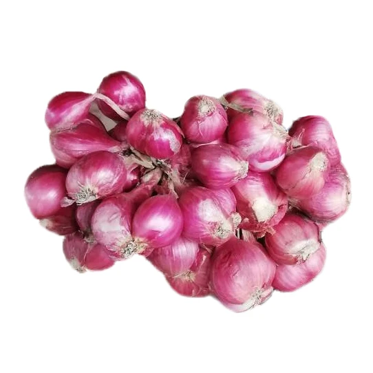 Fresh Red Onion and Shallot Onion Wholesale for Export  from Thailand