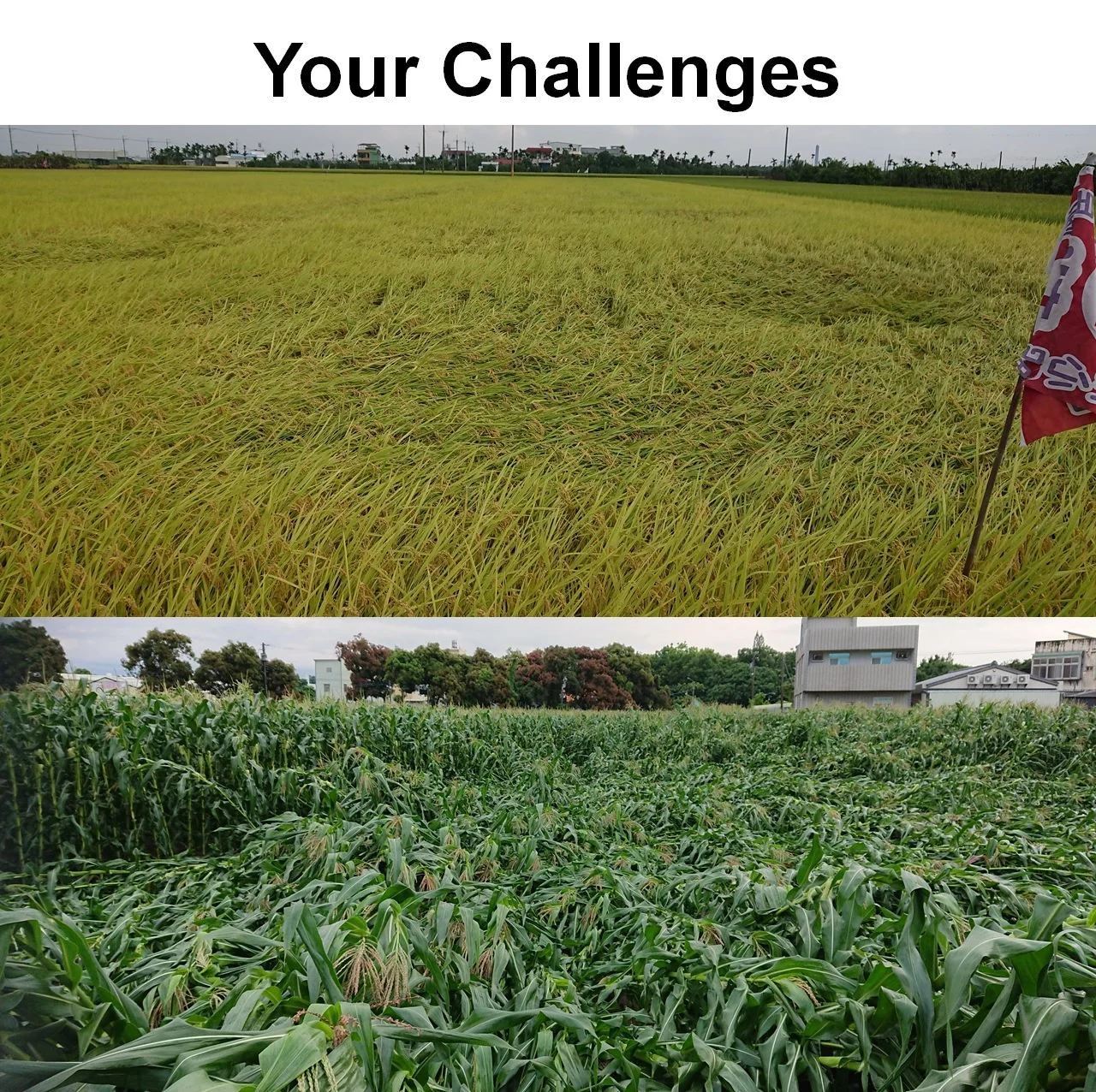 Жидкое удобрение с высоким содержанием кальция для ячменя