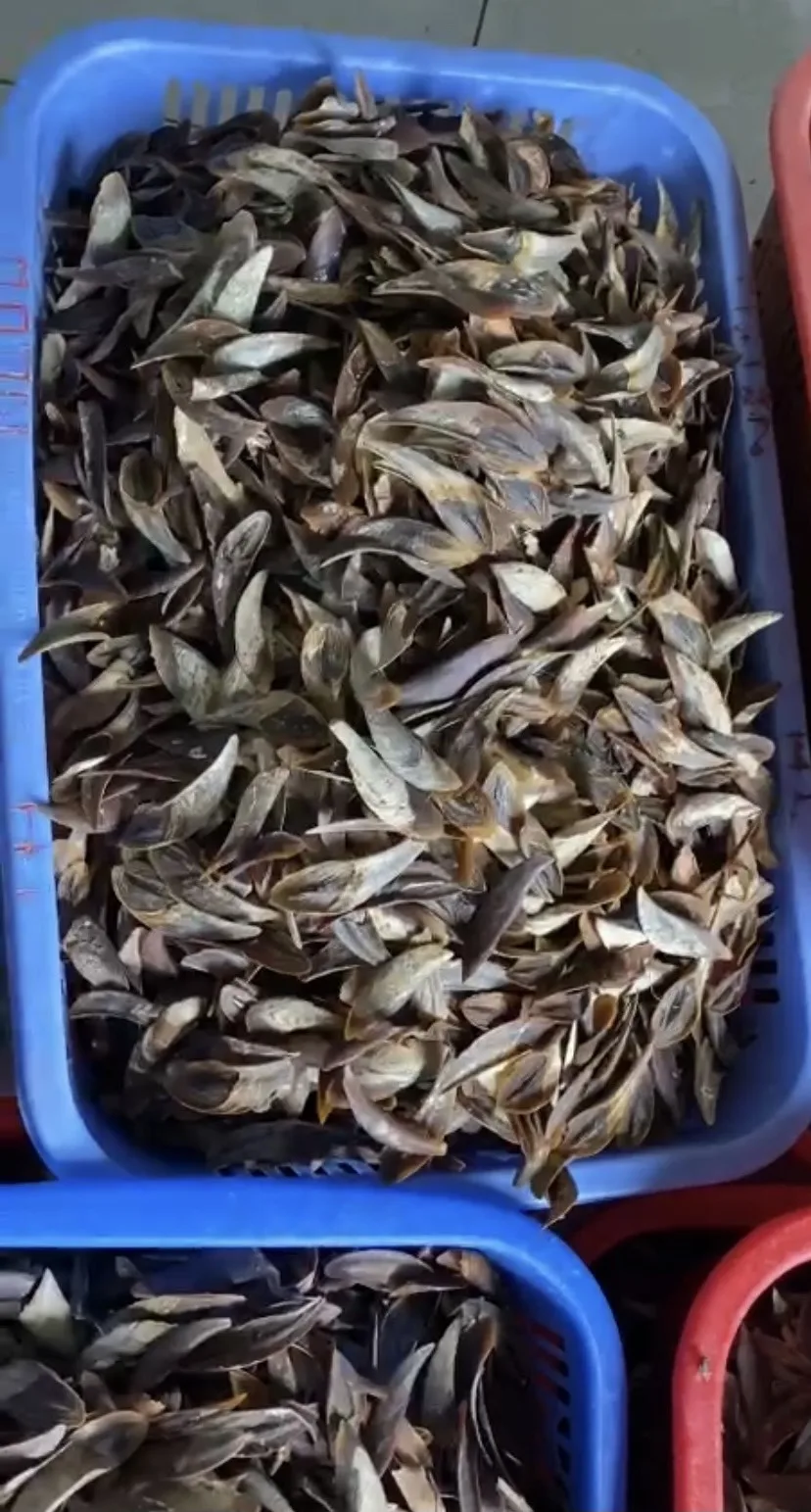 Высококачественные ракушки для ракушек по заводской цене оптовая продажа