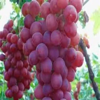 grapes A FROM EGYPT