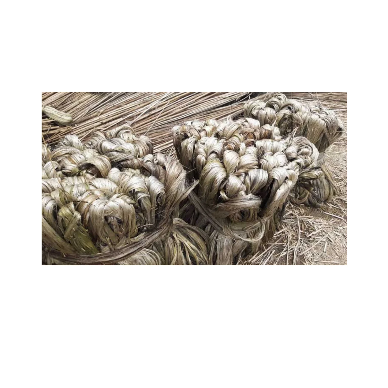 Best Quality & Low Price 100% Natural Raw Jute Top Selling Exportable Sustainable Moisture 100% Natural Raw Jute