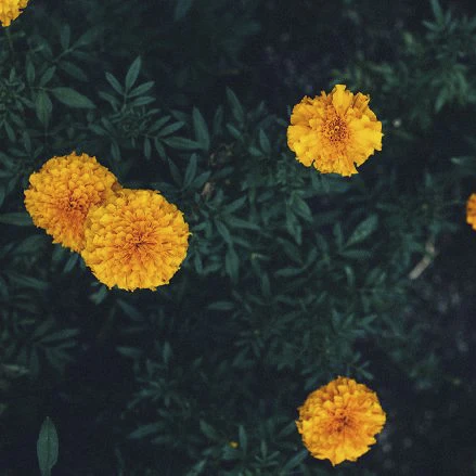  Экстракт календулы