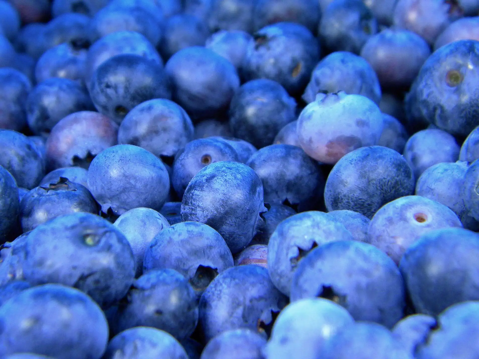 fresh Blueberries