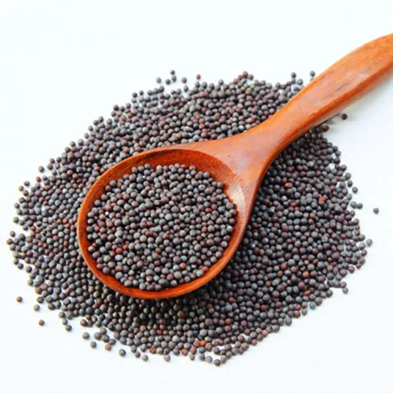 100 % Quality Top Best Price Black Mustard Seeds - Brassica nigra Price