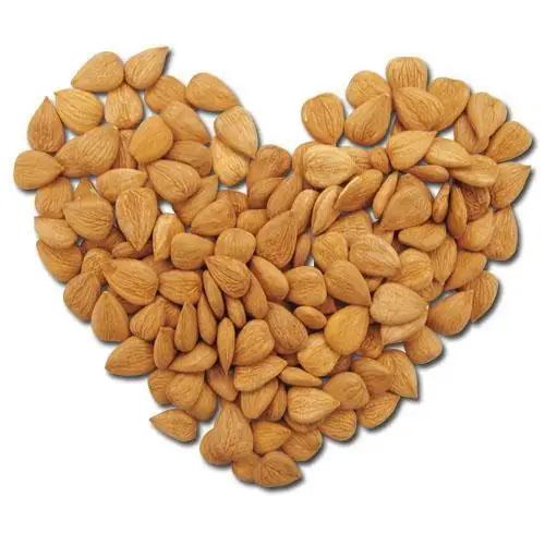 Best Price Organic Apricot Kernel Agriculture Nuts & Kernels Apricot Kernels