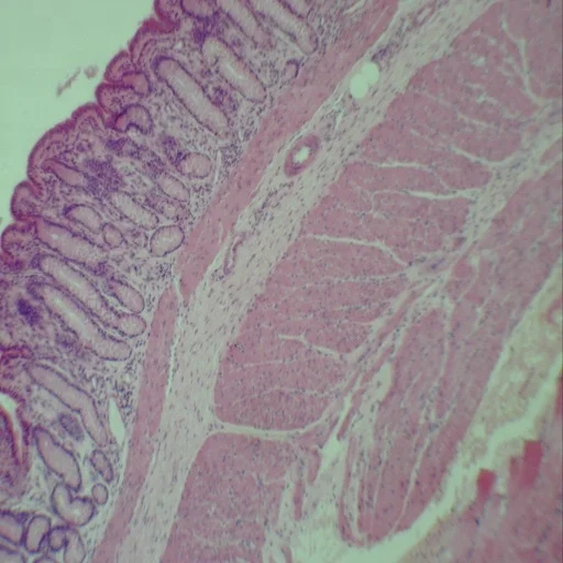 Zoology Microscope Slides Prepared for Educational Prepared Slides 100pcs High Quality Slides Box