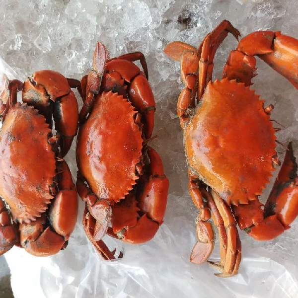 
mud crabs from Sri Lanka 