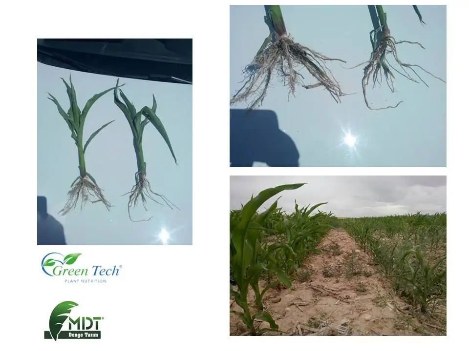 MDT-  Green Tech BactoFeed- BactoFeed Liquid Biologic Fertilizer Bacteria Solution - Special Fertilizer Solutions