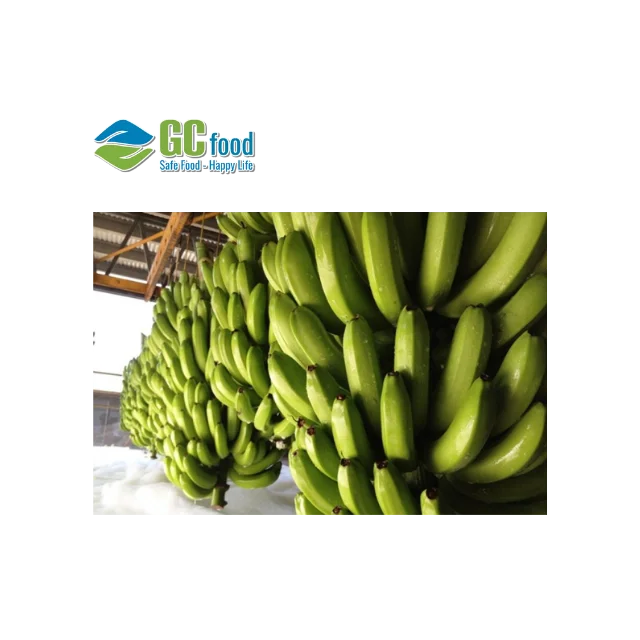 2022 Fresh cavendish banana  - 100% Green Fresh Bananas with sweet taste  for wholesale - LC/TT at sight