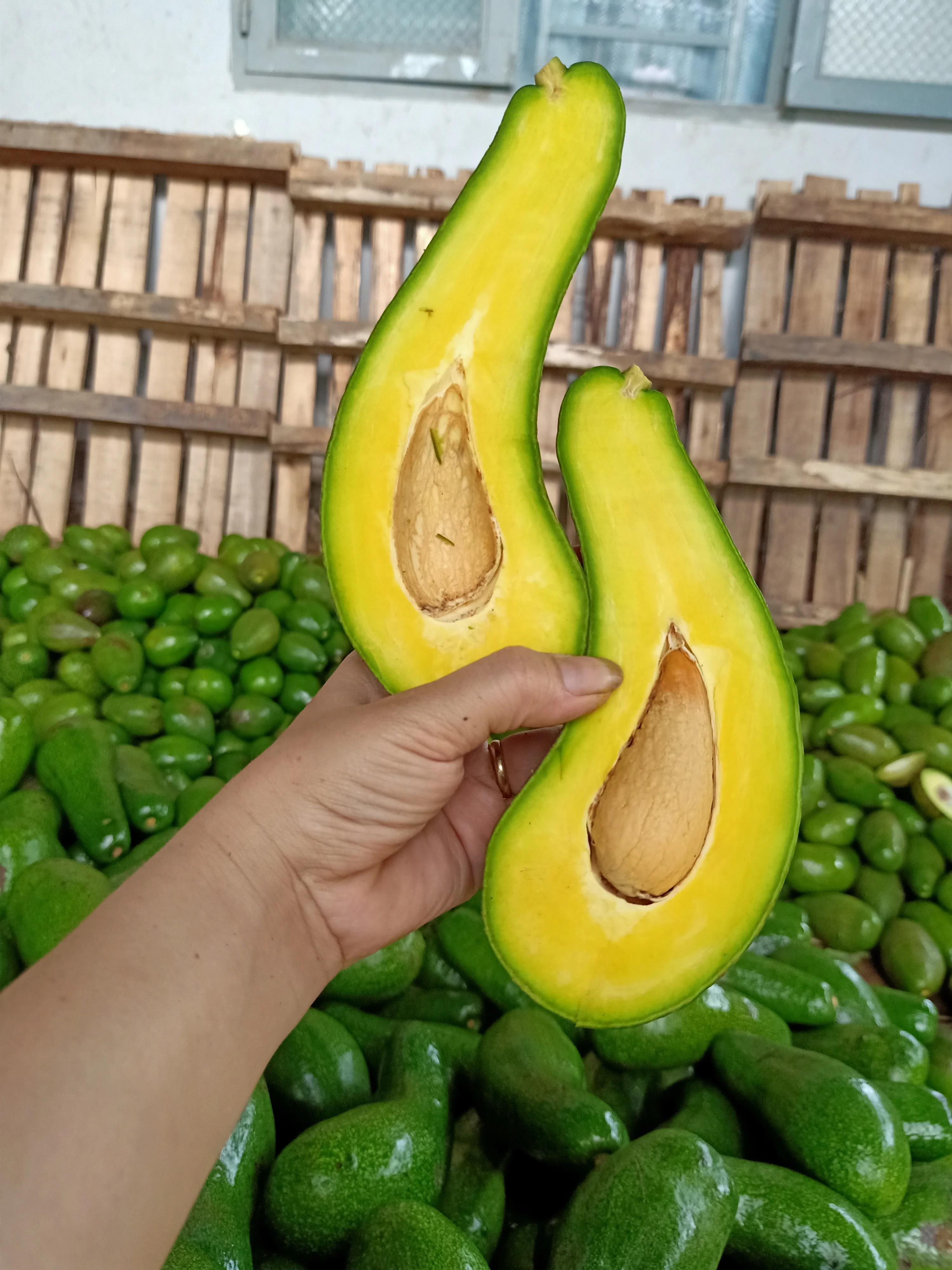 
Best price Organic 0,3kg - 0,8kg Per Piece Long Avocado Fruit Fresh Fruits From Viet Nam 