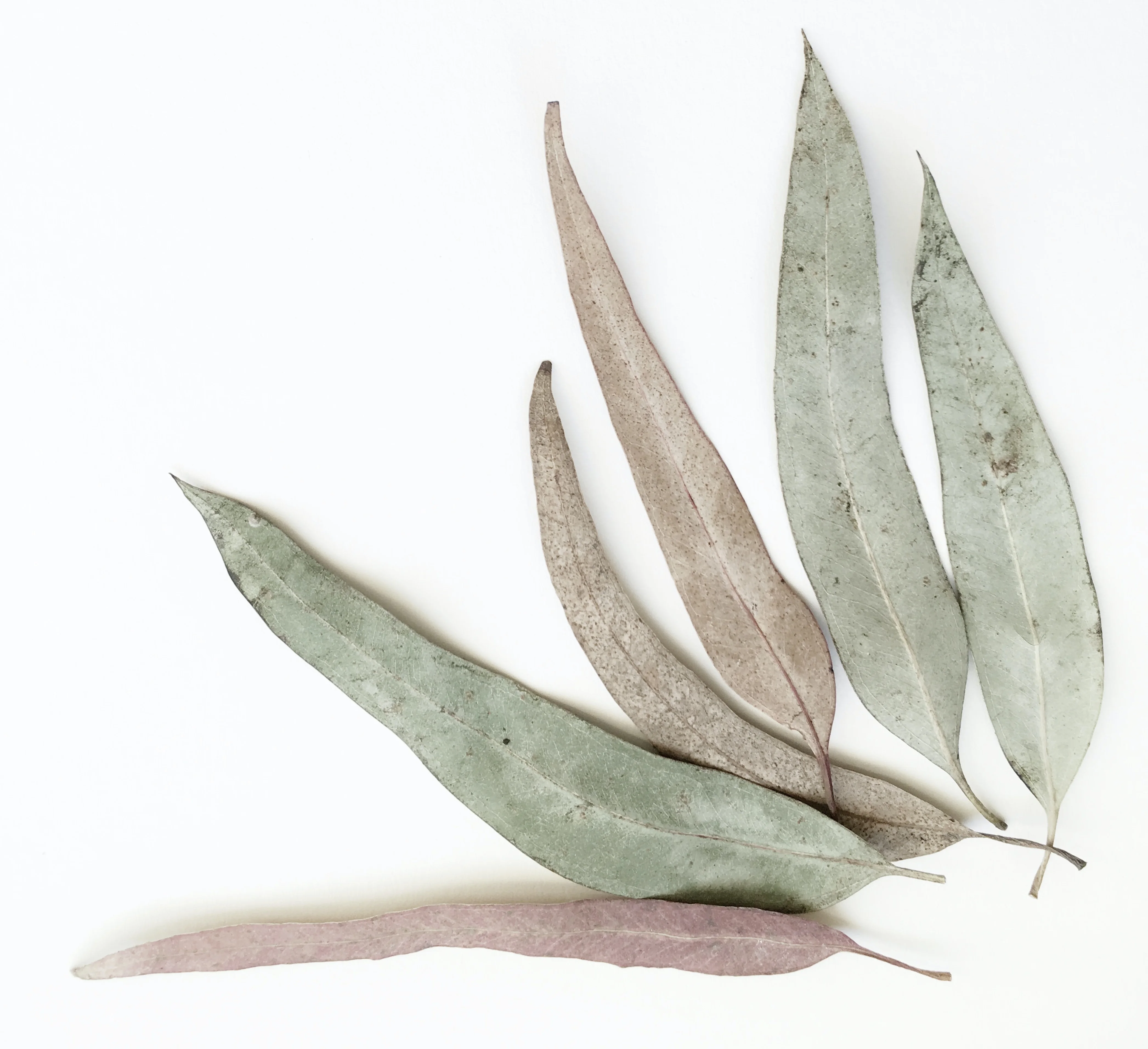 Organic Aroma Grade Eucalyptus Hydrosol with Anti-fungal Property at Wholesale Bulk Price