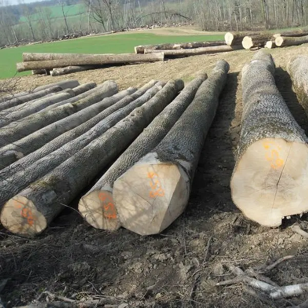 Teak wood round log 40+ cm diameter
