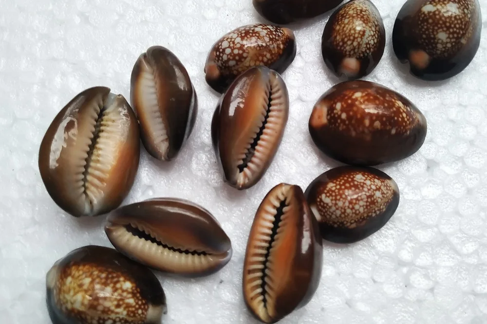 Ракушка белый цветок натуральный резной перламутр ракушка драгоценный камень