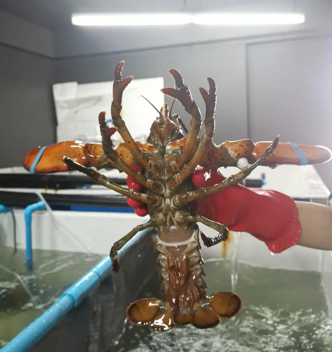 Cheap price Red King Crab Fresh/Frozen Alaskan King Crab /Live Red King Crabs