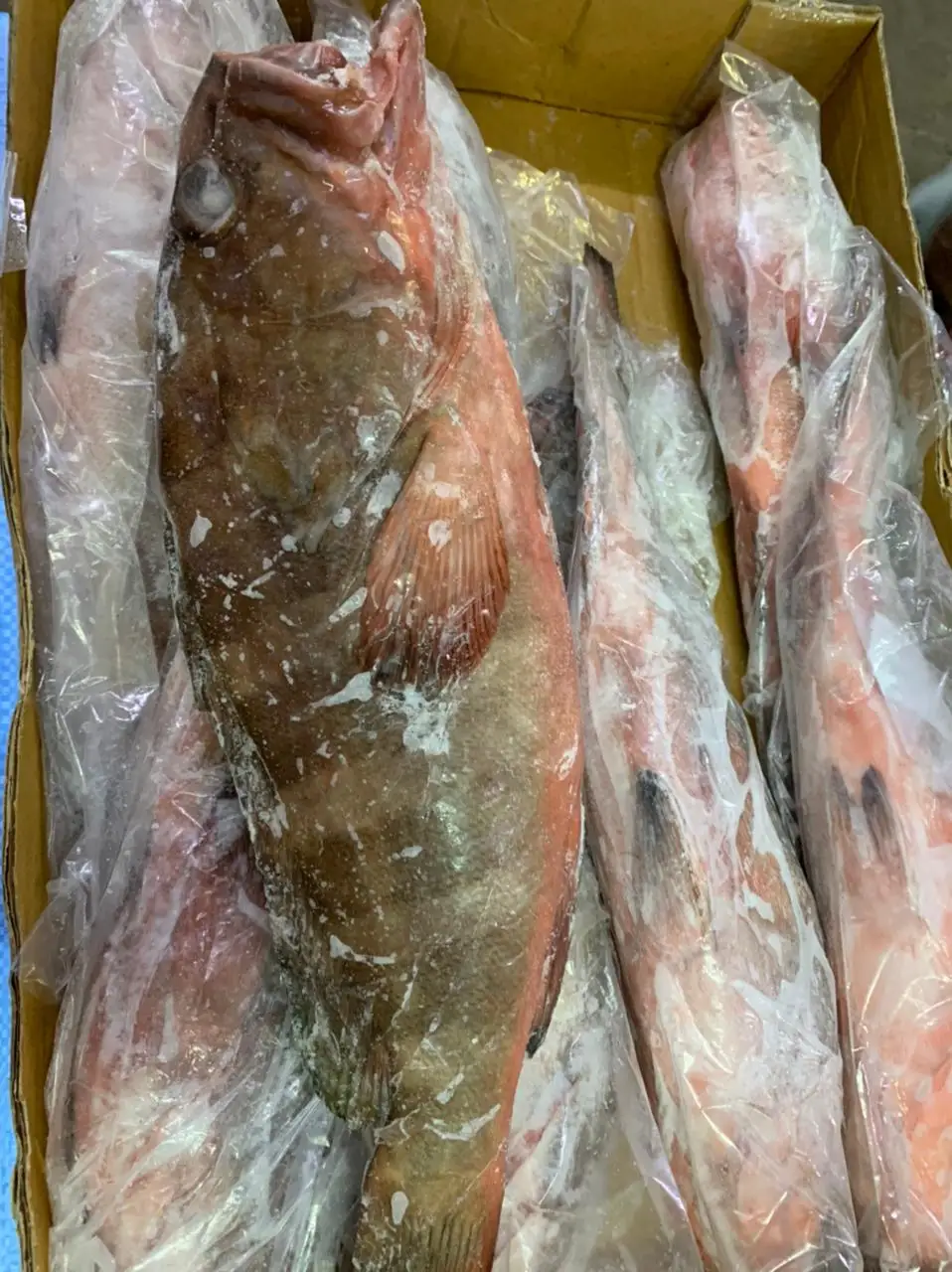 GROUPER FISH/REEFCOD FISH WHOLE FROZEN