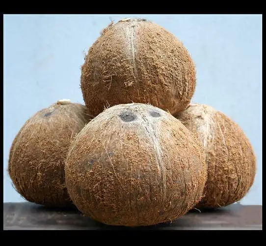 High Quality Fresh Mature Coconut From Vietnam With Competitive Price