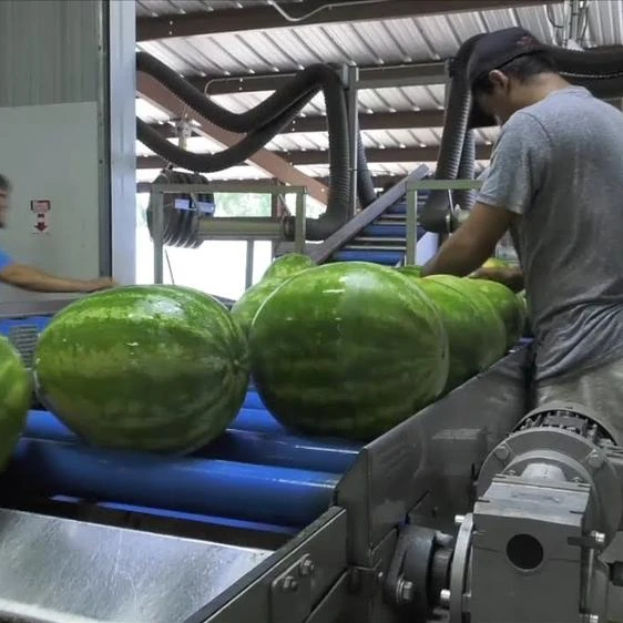 
100% natural sweet watermelon ready for export 