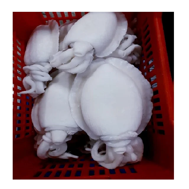 Frozen whole cleaned Cuttlefish, individual frozen cleaned cuttlefish from India
