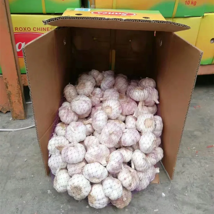 Hot sale size 5.0 up fresh garlic normal white