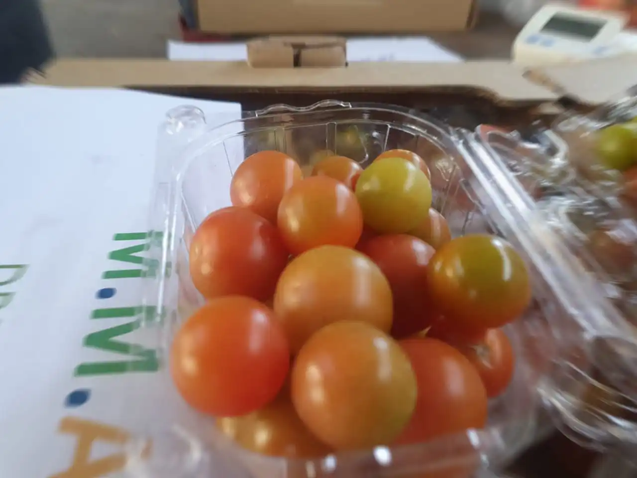 
Wholesale Bulk Vegetable Fresh Red Cherry Tomatoes 