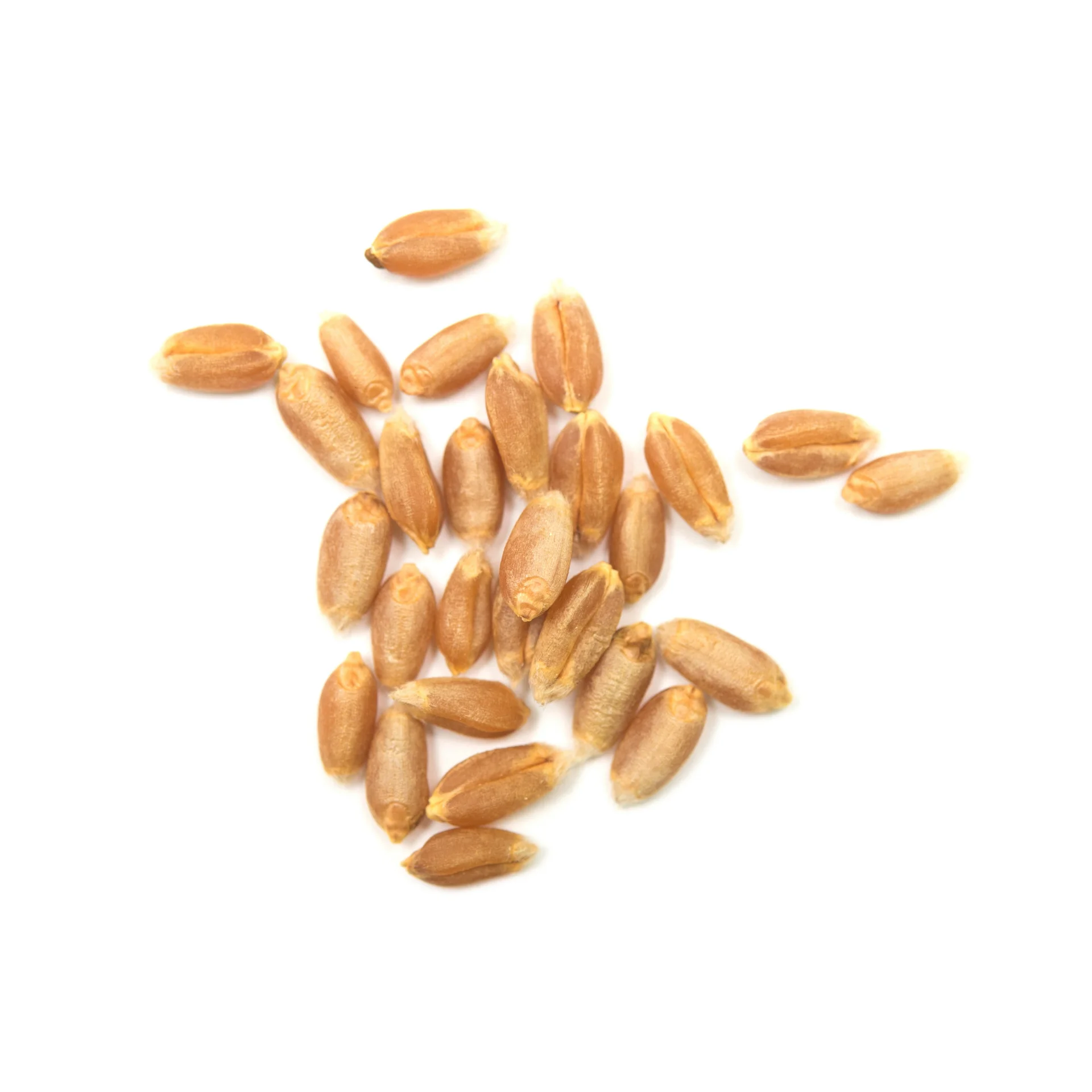 Wheat- VL 804- High quality wheat