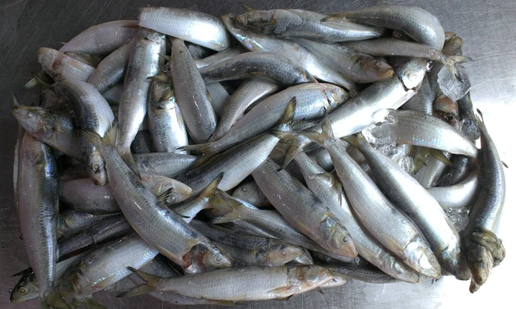 Whole Round Sardine Titus Sardine Frozen Fish Omega Sardines from China