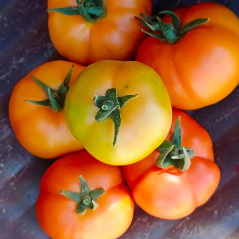 
ROUND SHAPE TOMATO SEEDS VERITIES 
