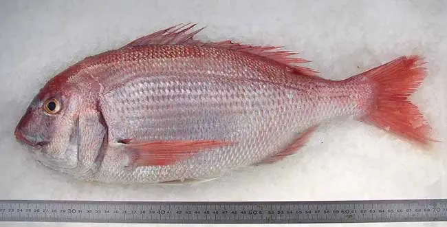 Seafood Supplier Frozen Red Sea Bream Fillet For Sale In Cheap Price In Wholesale