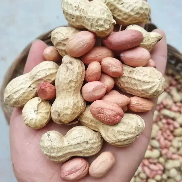 
Groundnut Peanuts In Shell Bold Peanuts 
