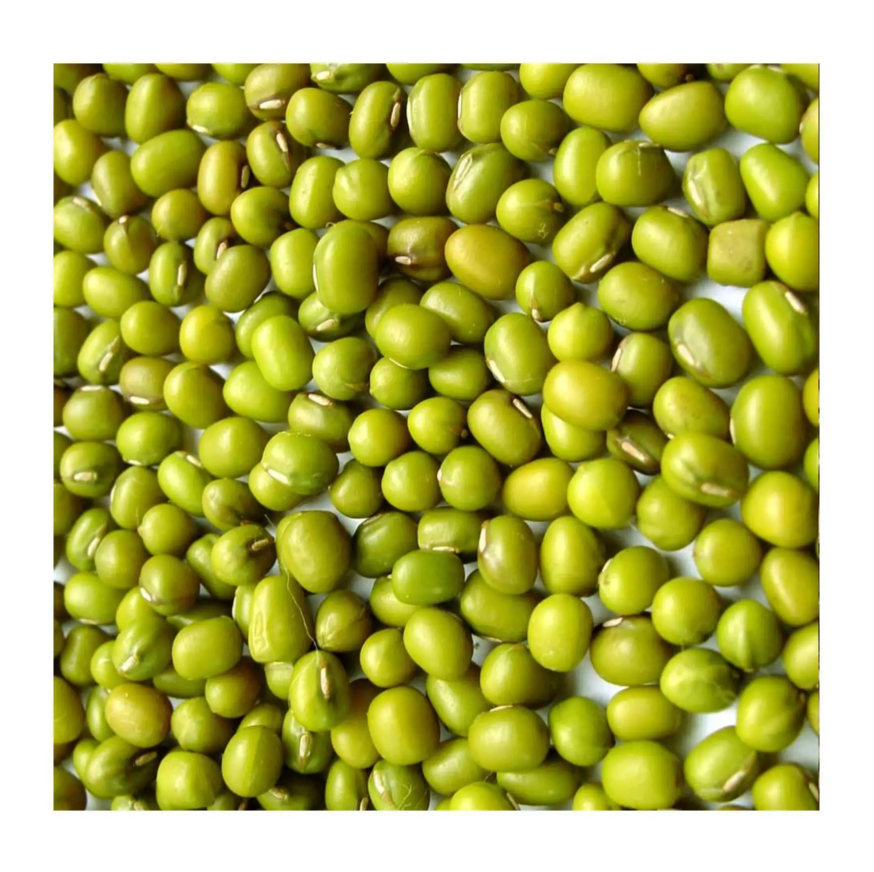 High Quality Vigna Radiata Green Mung Beans for sprouting From Uzbekistan manufacturer wholesale price