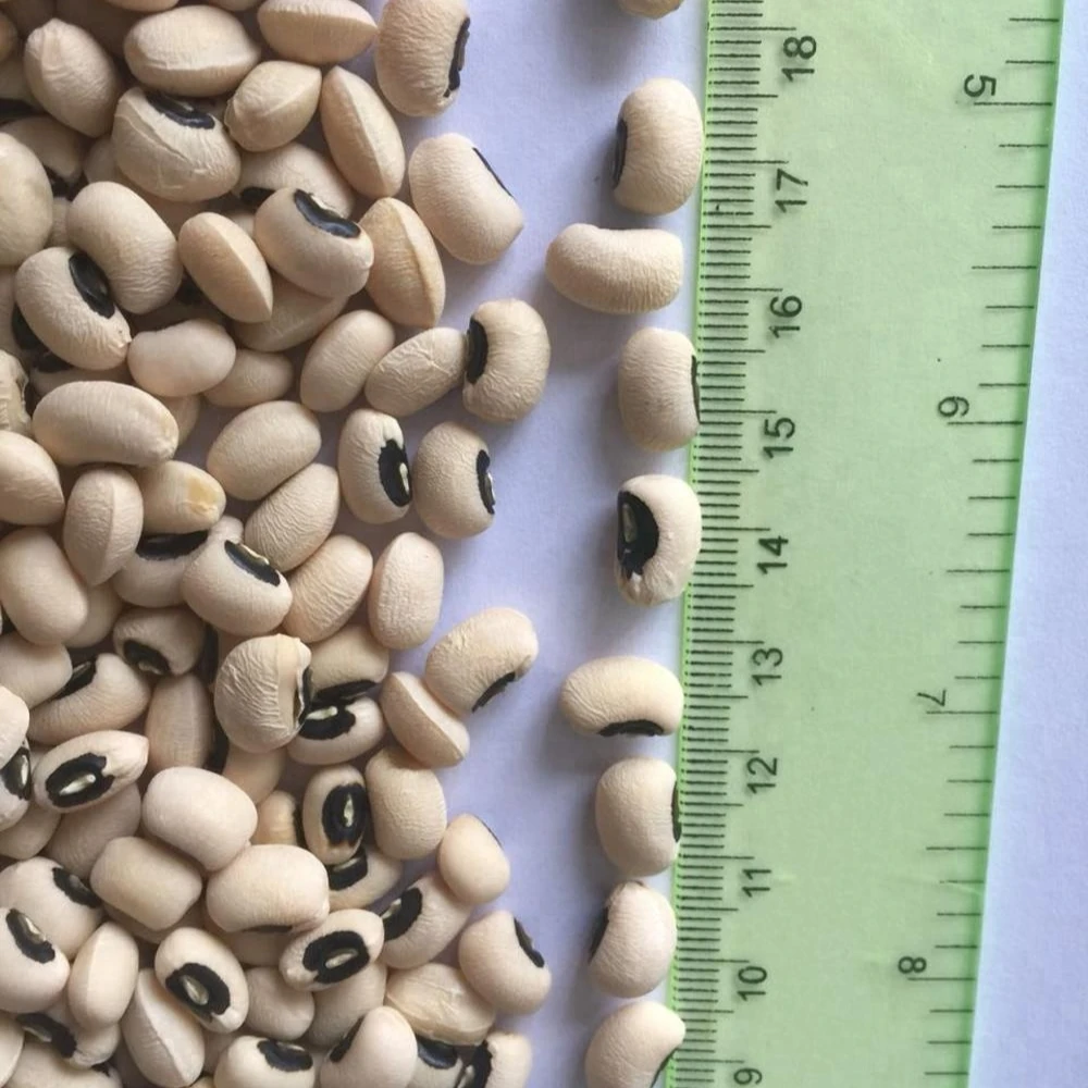 White Cowpea/Black Eye Bean (Vigna Beans)