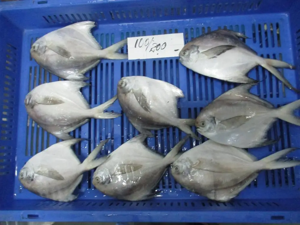 WHITE/SILVER POMFRET