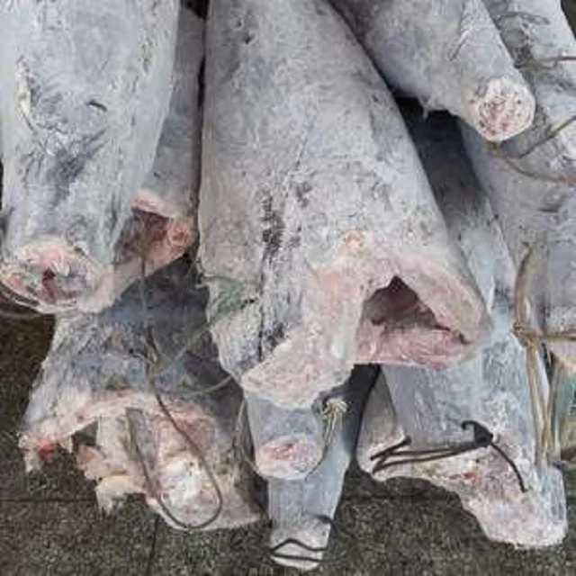 
SA high quality fertile frozen black marlin fish 