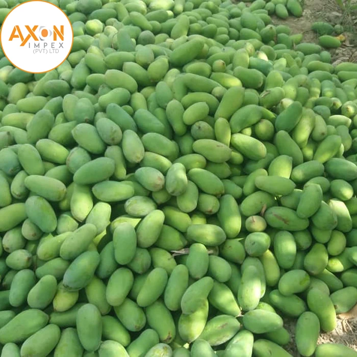 Fresh Green Mango From Vietnam