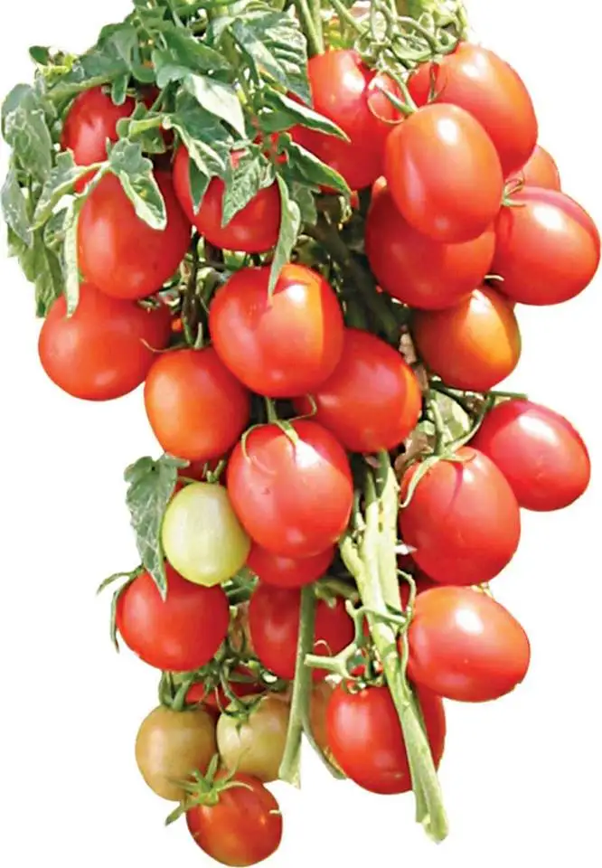 Сельскохозяйственные томаты для посева доступны по индивидуальному заказу крупного производства в восточных африканских странах