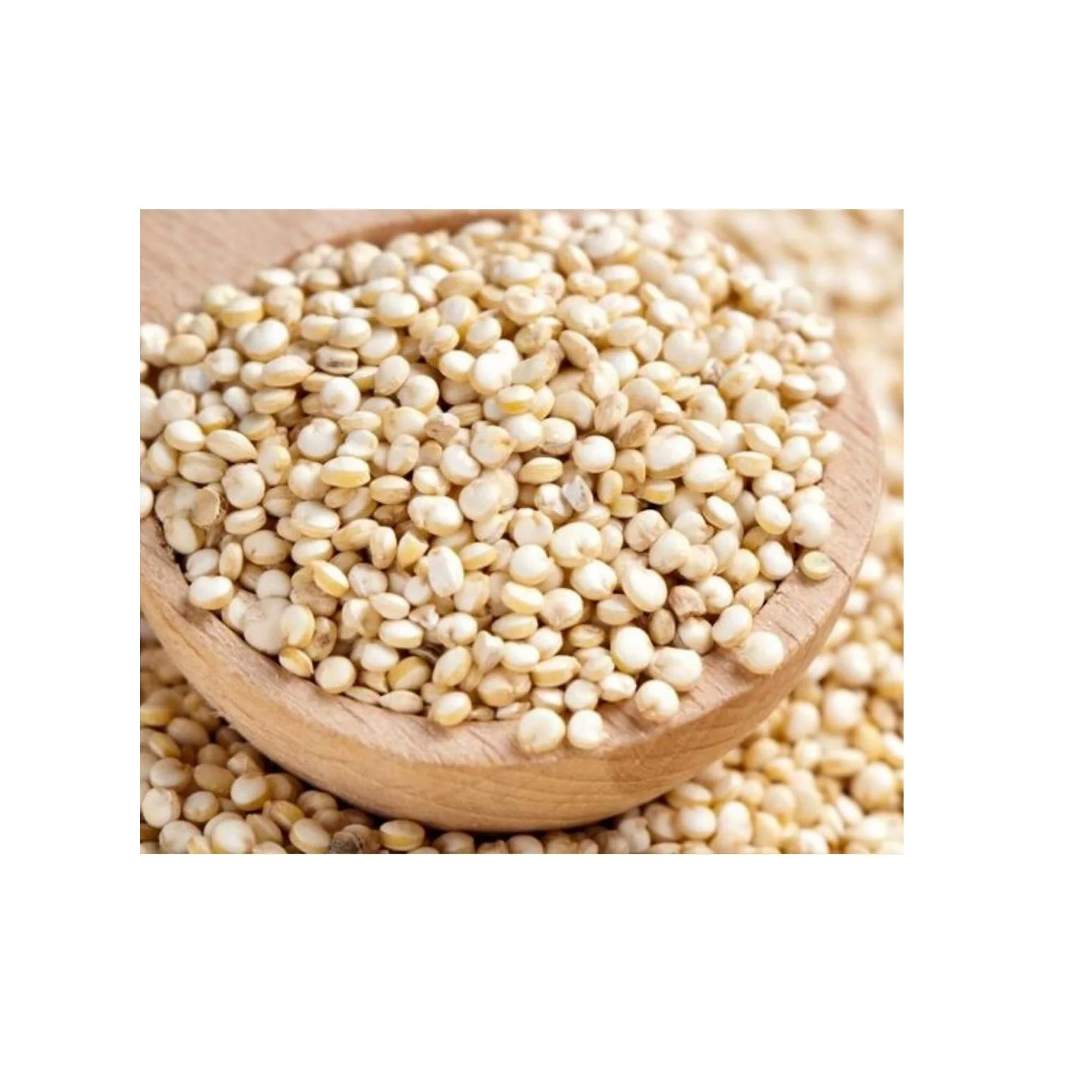 Good Quality Pure Quinoa Grains Cheap Rate Quinoa Grains