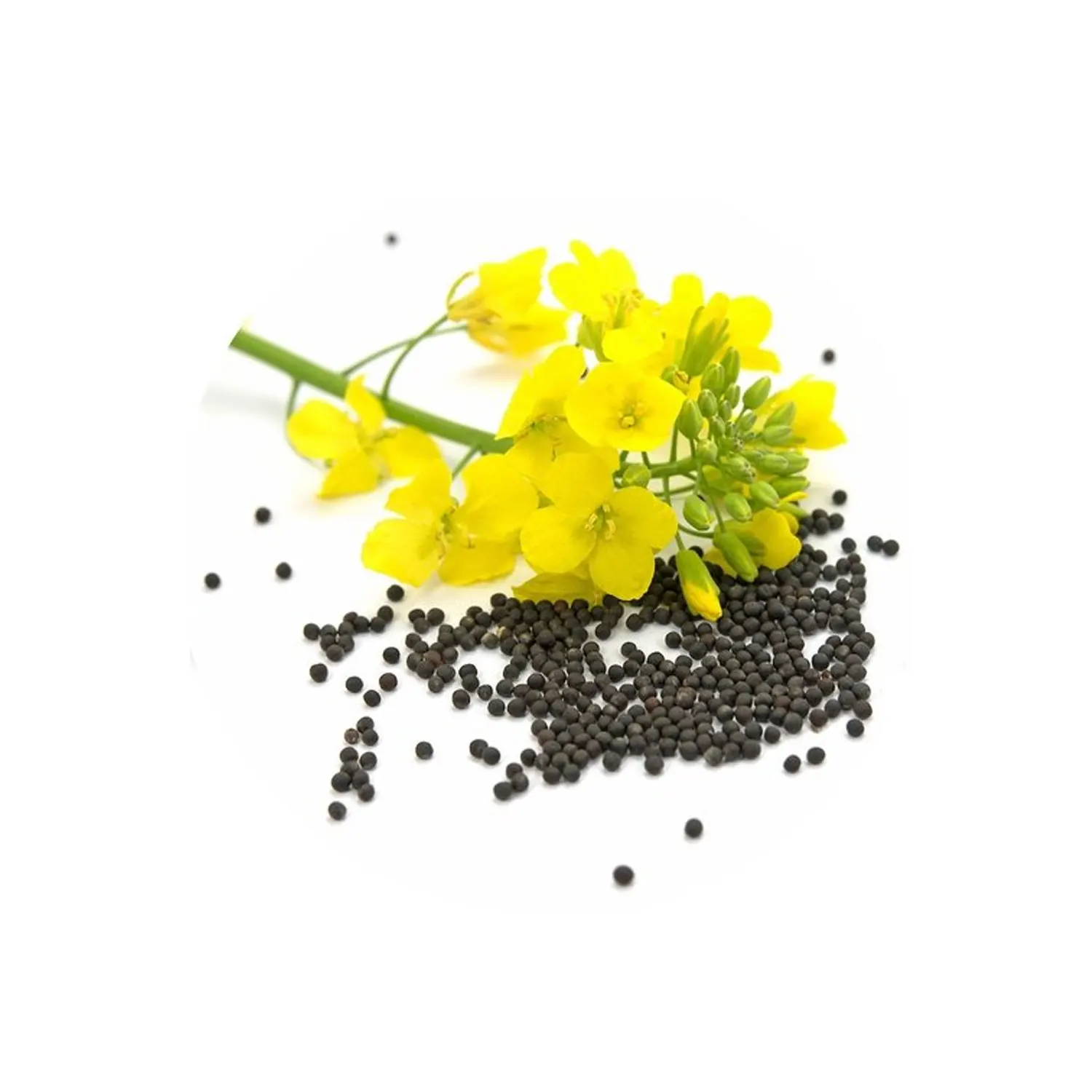 Рапсовое масло, рапсовое масло рапсового сырья, рапсовое масло