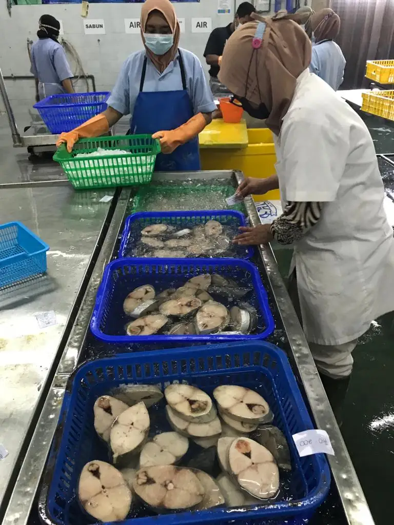 2022 Scomberomorus Guttatus Fish (120-150 gm/pc) Bulk Packing 10 kg/ctn Frozen Spanish Mackerel Steak Cut