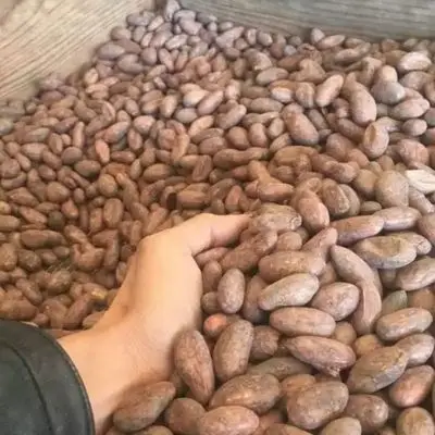 Какао бобы с берега слоновой