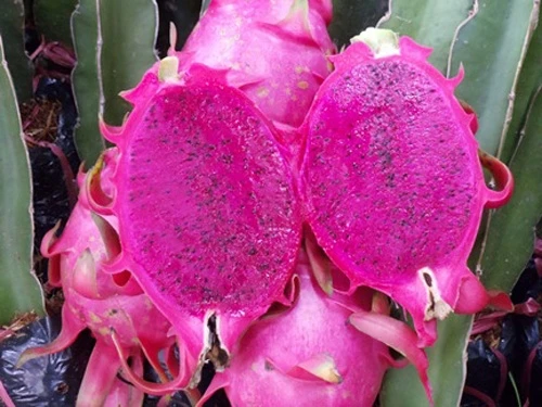 
GOOD QUALITY VIETNAM RED DRAGON FRUIT WITH CHEAP PRICE 