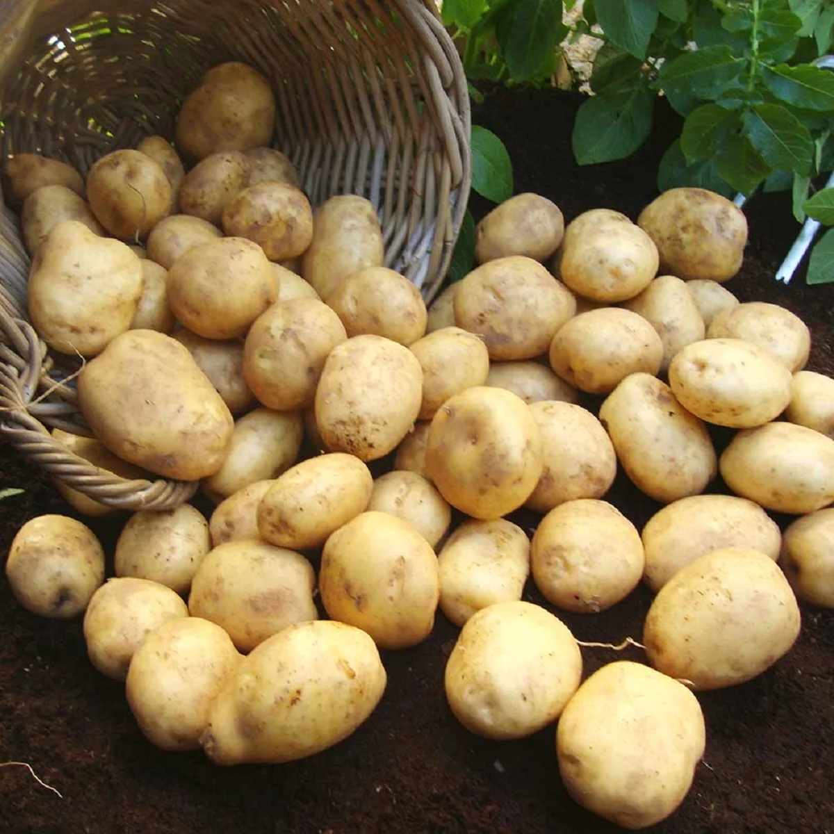 2021 Best Premium Quality Fresh Potato in a Wholesale price