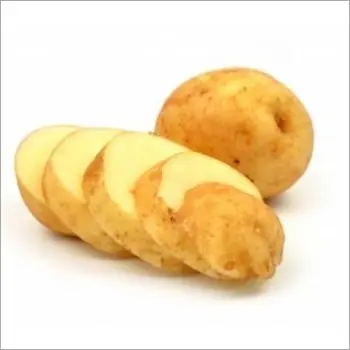 Holland Fresh Potato/2020 Russet Potato crop