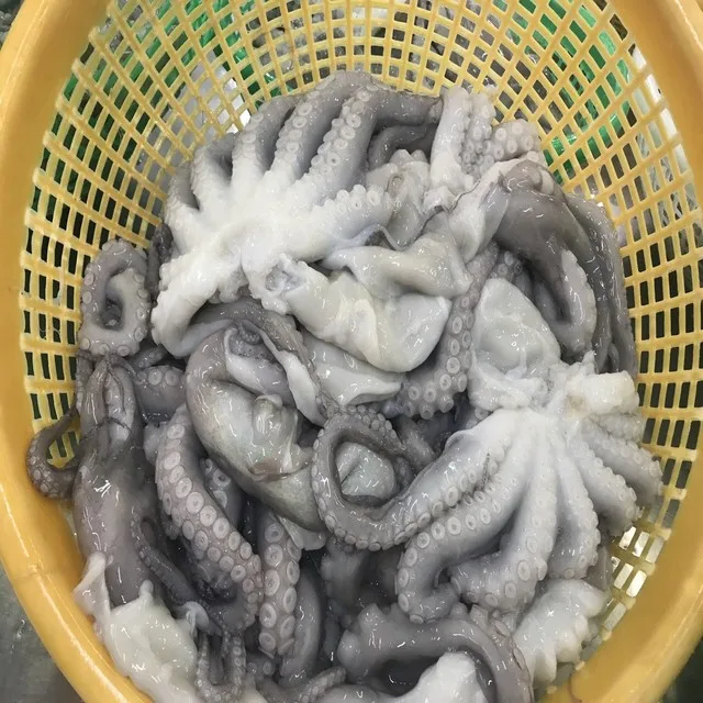 
FROZEN CUT POULP SQUID FROM VIET NAM 