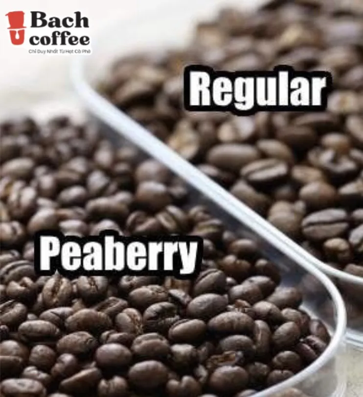  100% Peaberry Coffee Beans From Farm / Medium Roast Hand selected and Natural Sun Dried /Small Bach Direct Trade OEM