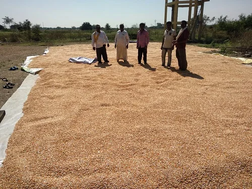 Yellow Indian Maize At Attractive Price