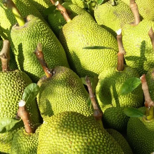 Vietnam fresh Jackfruit - Premium, high quality, clean farming, VietGap,  prestige, attractive price